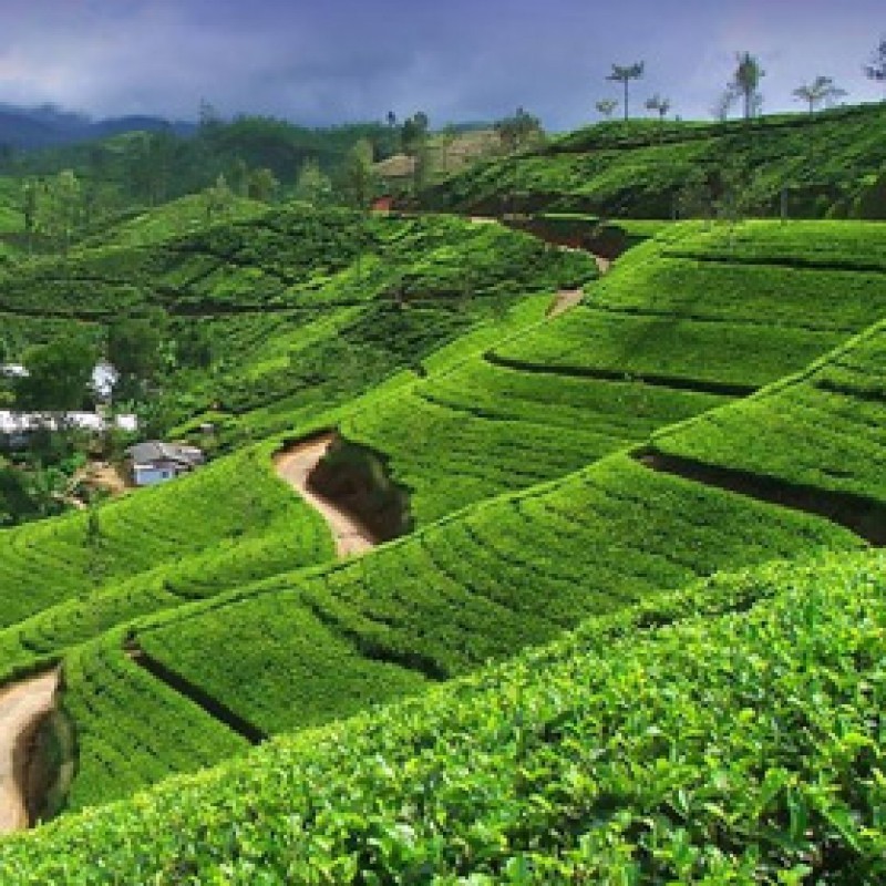 Day 3 & 4 - Nuwaraeliya